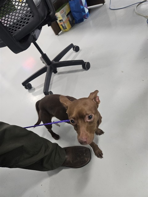Adoptable Dog