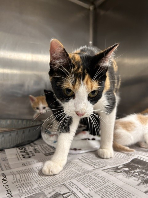 Adoptable Cat