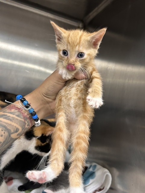 Adoptable Cat