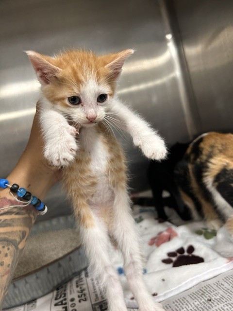 Adoptable Cat