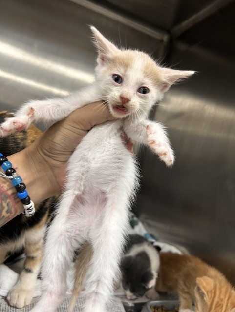 Adoptable Cat
