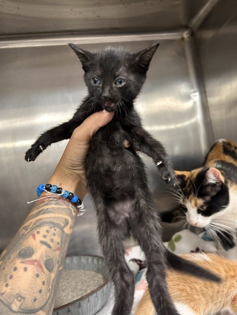 Adoptable Cat