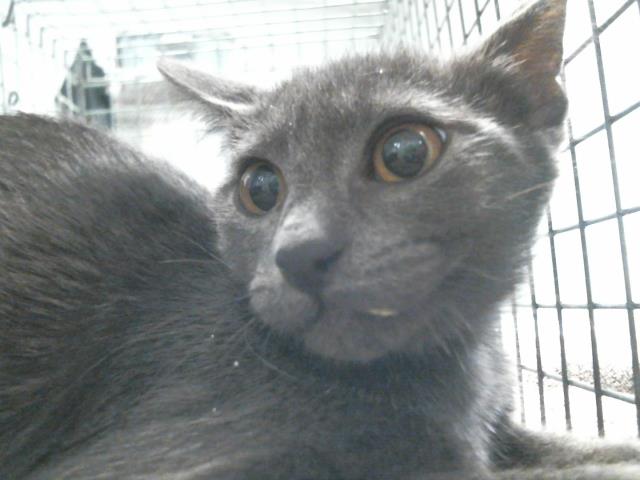 Adoptable Cat