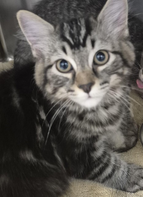 Pip