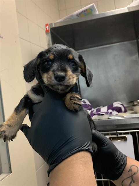 Adoptable Dog