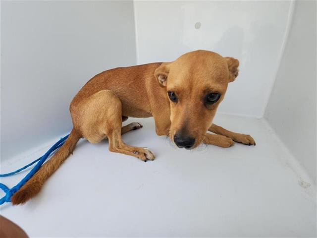 Adoptable Dog