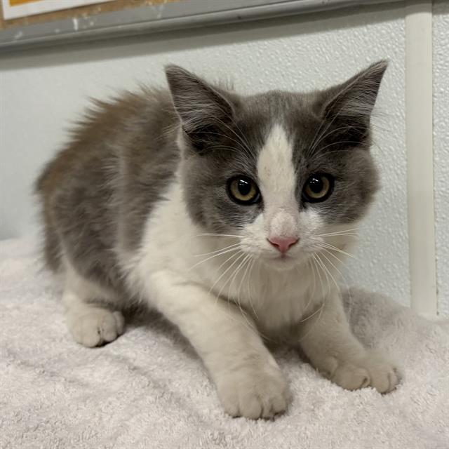 Adoptable Cat