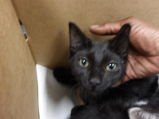Adoptable Cat