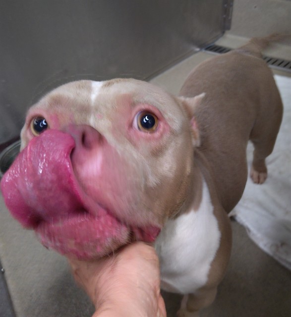 Adoptable Dog