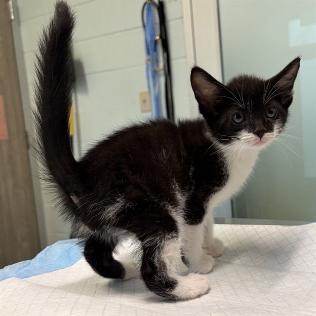 Adoptable Cat