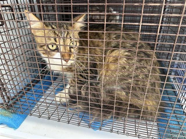 Adoptable Cat