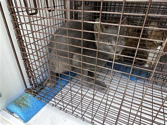 Adoptable Cat