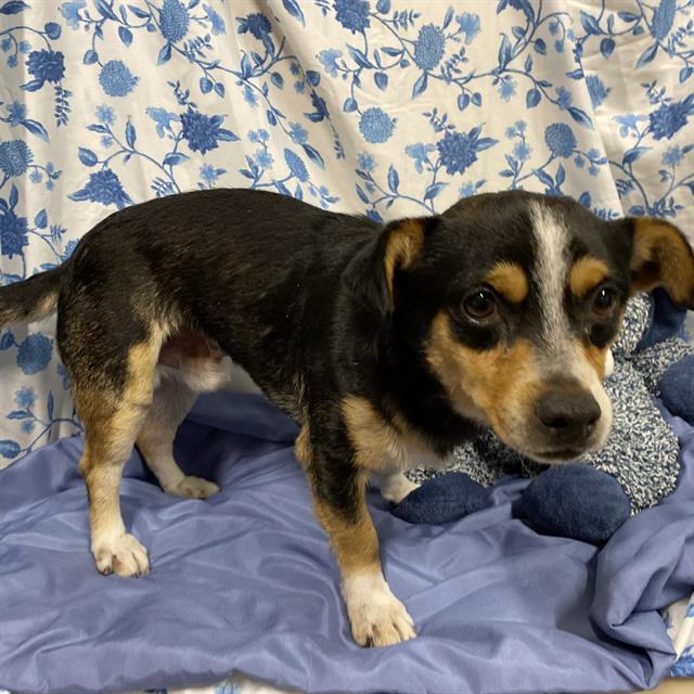 Adoptable Dog