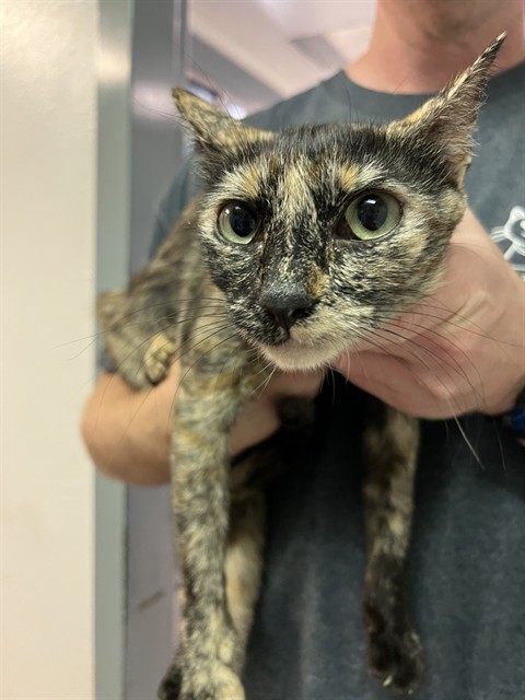 Kiki