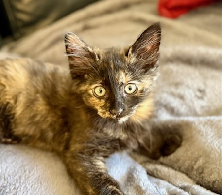 Arwen