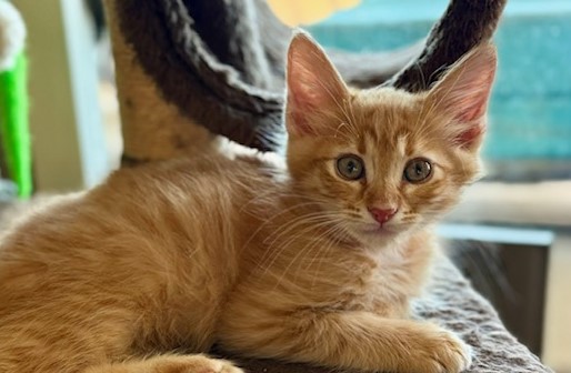 August - Orange Collar