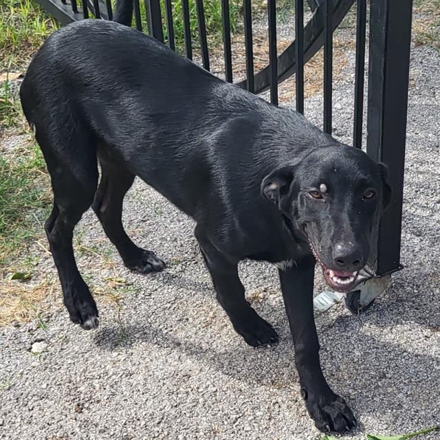 Stella