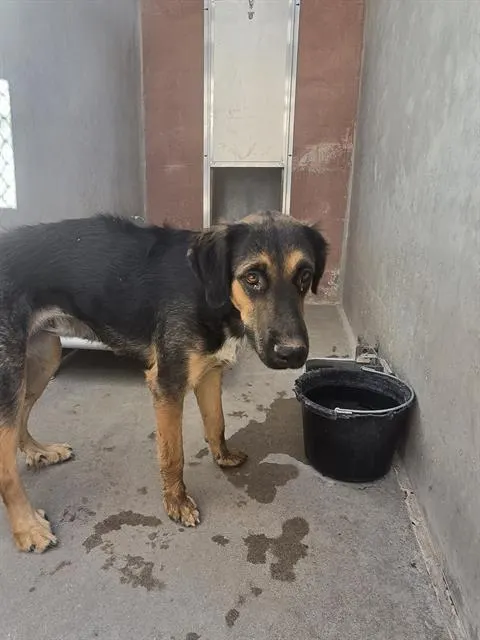 Skipper