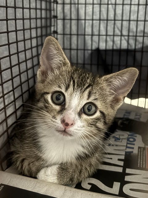 Adoptable Cat