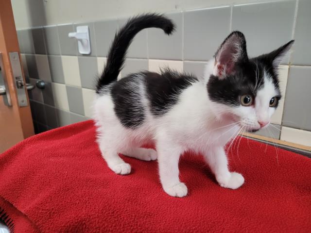Adoptable Cat