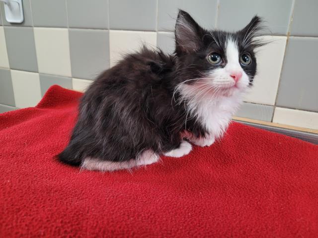 Adoptable Cat