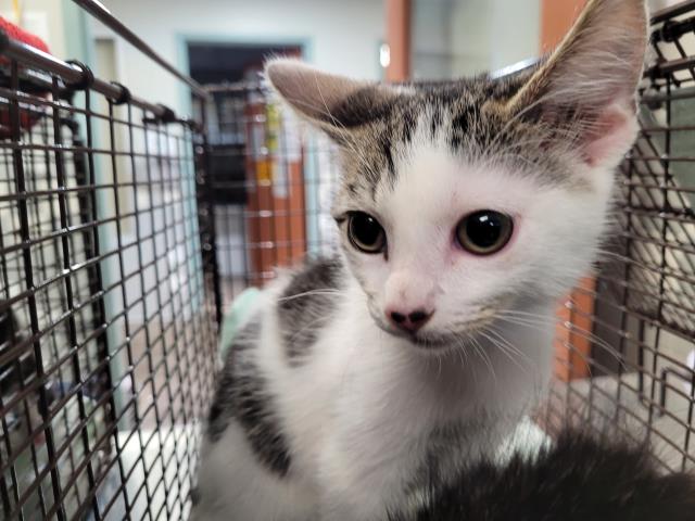 Adoptable Cat