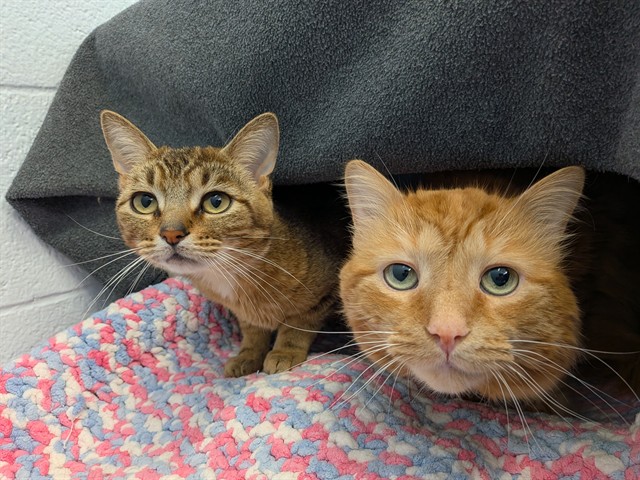 Adoptable Cat