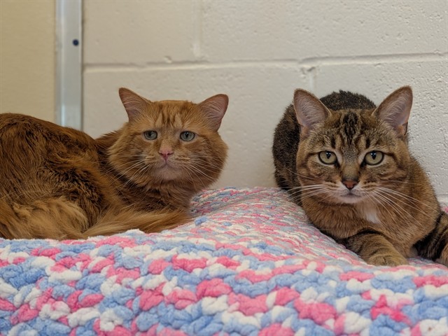 Adoptable Cat