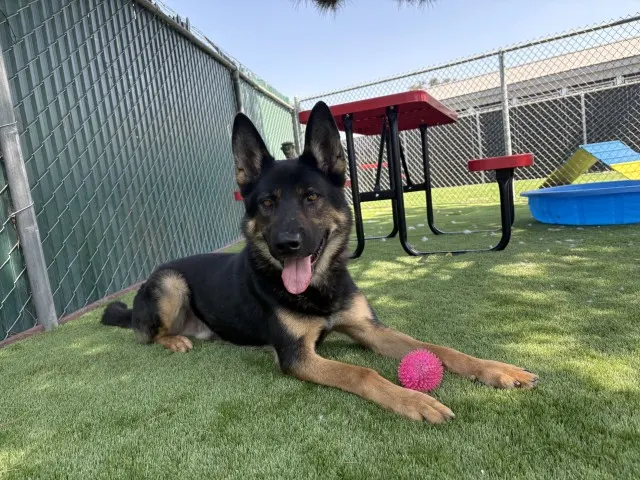 Oso