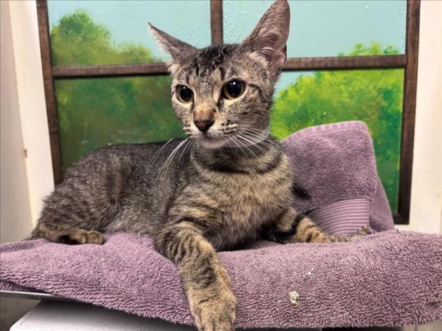 Adoptable Cat