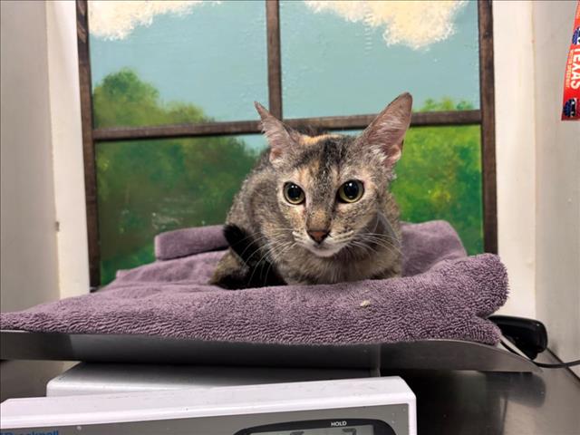 Adoptable Cat