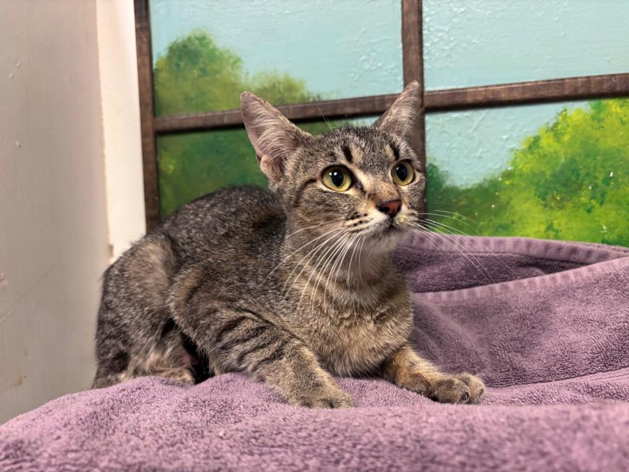 Adoptable Cat
