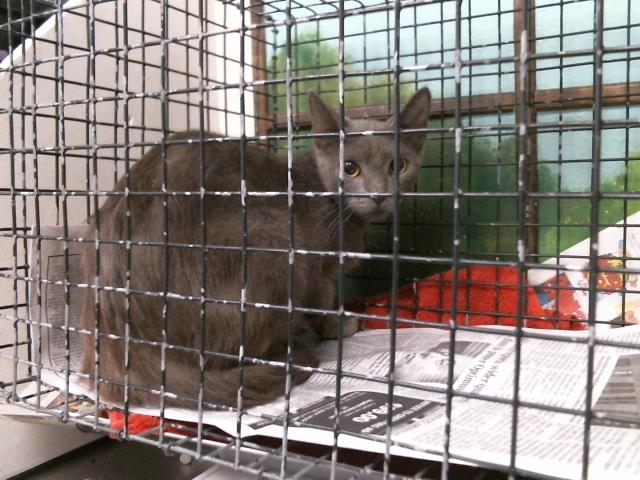 Adoptable Cat