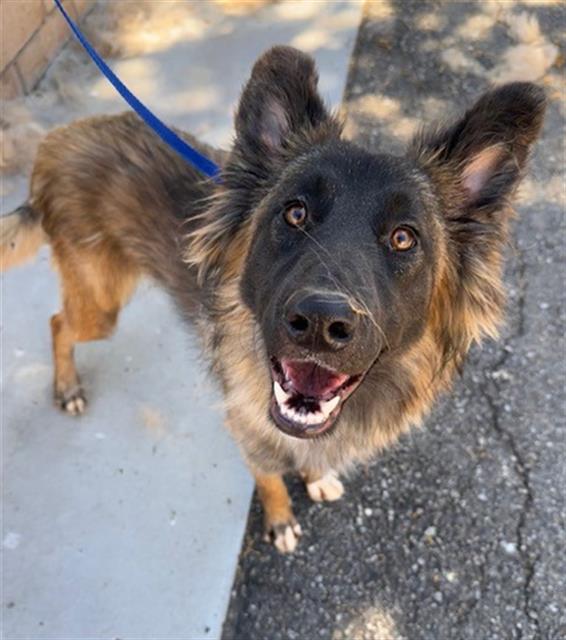 Adoptable Dog