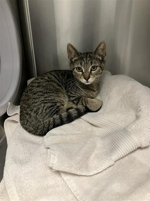 Adoptable Cat