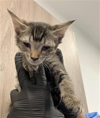 Adoptable Cat
