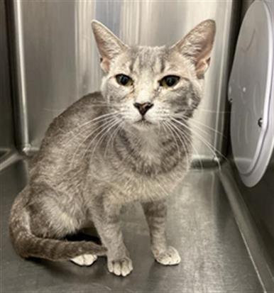 Adoptable Cat