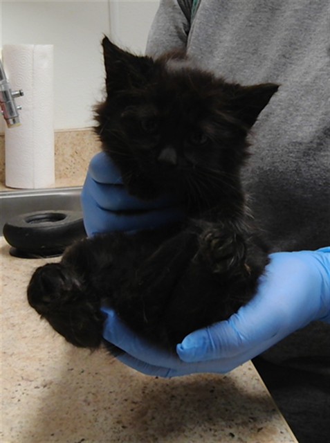Elijah