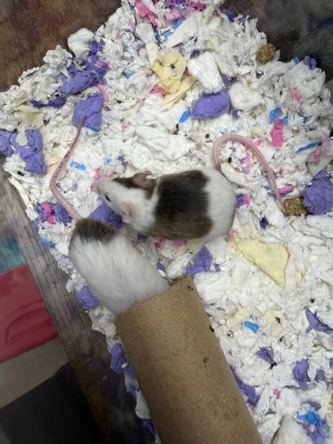 Phineas