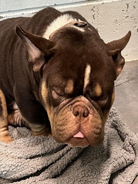 Tonka