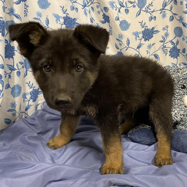 Adoptable Dog