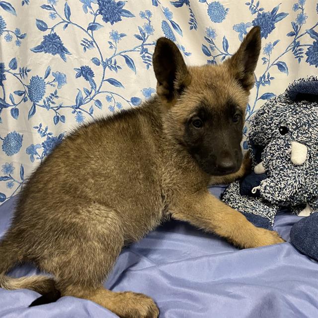 Adoptable Dog