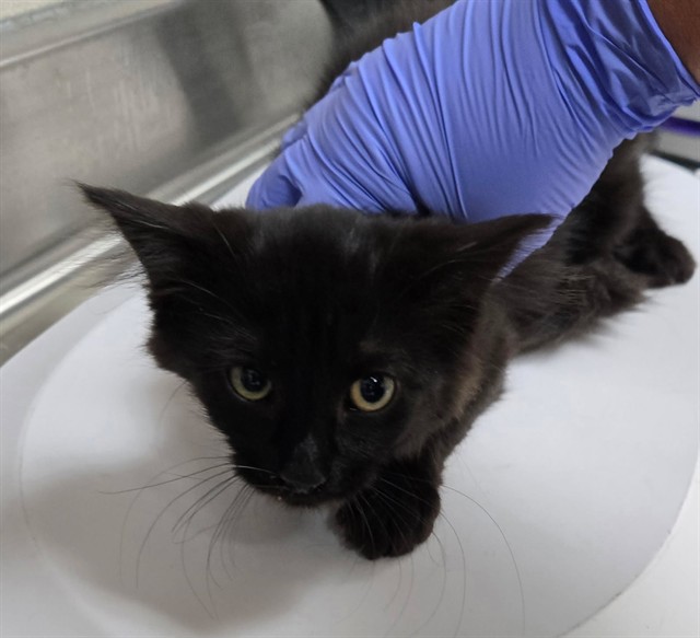 Adoptable Cat