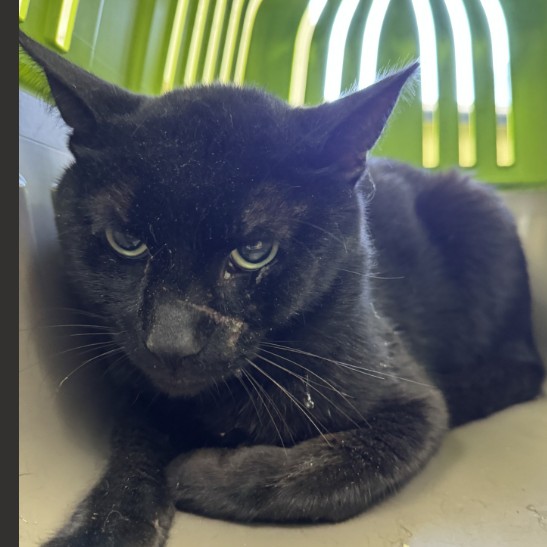 Adoptable Cat