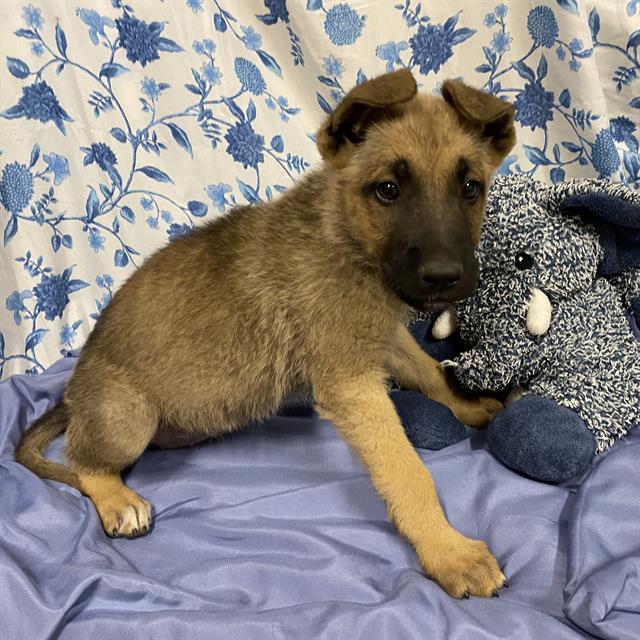 Adoptable Dog