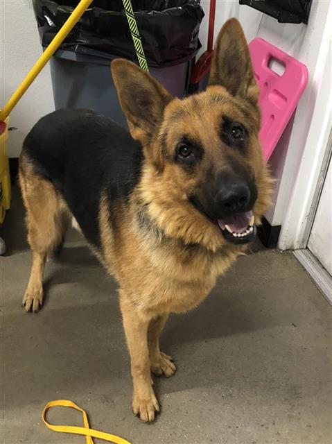 Adoptable Dog