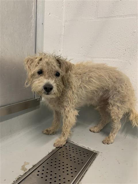 Adoptable Dog