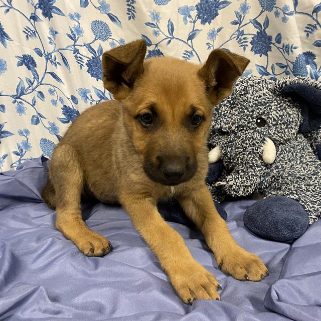 Adoptable Dog