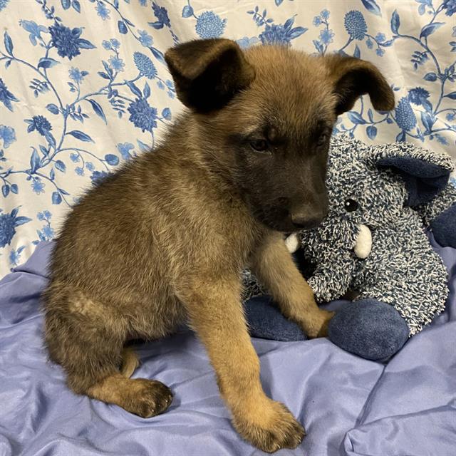 Adoptable Dog