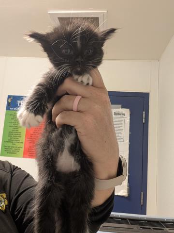 Kitten 2